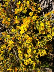 Aspalathus ericifolia