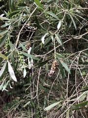 Melaleuca paludicola