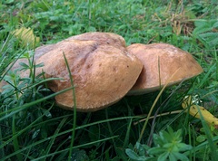 Leccinum duriusculum