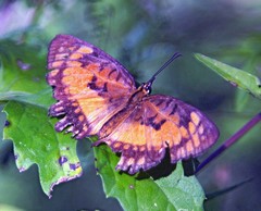 Byblia anvatara acheloia