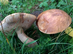 Leccinum duriusculum