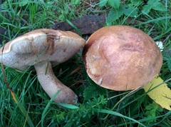 Leccinum duriusculum