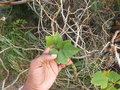 Coptosoma xanthogramma