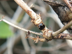 Coptosoma xanthogramma