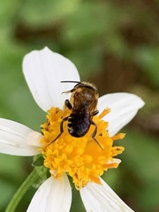 Megachile laticeps
