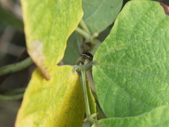 Coptosoma xanthogramma