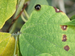 Coptosoma xanthogramma