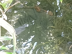 Barbonymus schwanefeldii