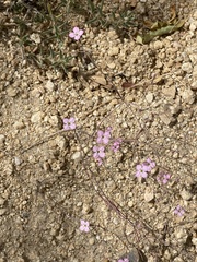 Stenotis asperuloides