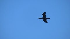 Nannopterum brasilianum