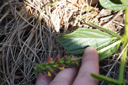 Image of Eriosema cordatum by (c) Matthew Fainman, some rights reserved (CC BY)
