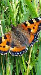 Aglais urticae urticae