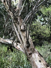 Eucalyptus ovata