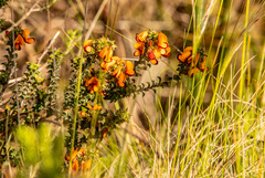 Pultenaea procumbens