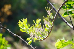Agelanthus natalitius