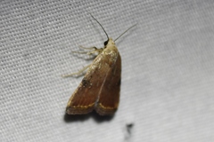Micrathetis
