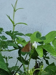 Polytremis lubricans