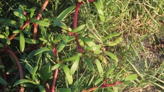 Sesuvium portulacastrum