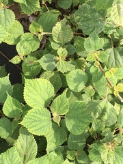 Boehmeria nivea