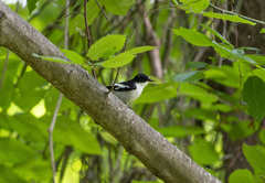 Ficedula semitorquata