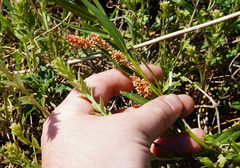 Acalypha caperonioides