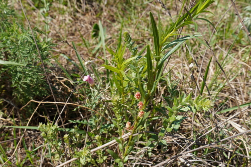 Image of Acalypha caperonioides by (c) Matthew Fainman, some rights reserved (CC BY)