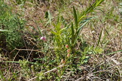 Acalypha caperonioides