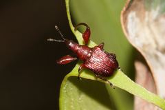 Euops falcata