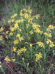 Senecio ceratophylloides