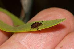 Euops falcata