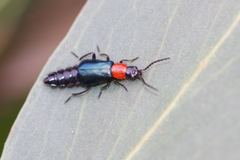 Carphurus cyanopterus