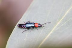 Carphurus cyanopterus