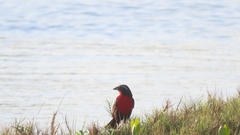 Leistes superciliaris