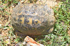 Testudo hermanni