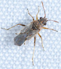Nysius raphanus