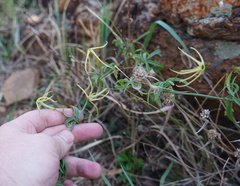 Trochomeria macrocarpa