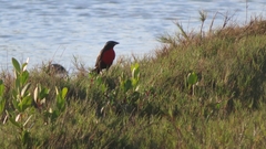 Leistes superciliaris