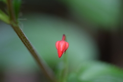 Viola arguta image