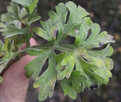 Puccinia absinthii