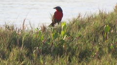 Leistes superciliaris