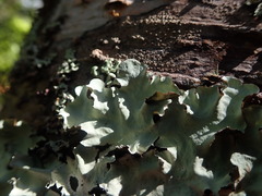 Parmotrema robustum