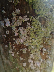 Austroparmelina labrosa