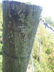 Austroparmelina labrosa