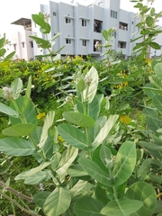 Calotropis gigantea
