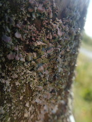 Austroparmelina labrosa