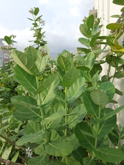 Calotropis gigantea
