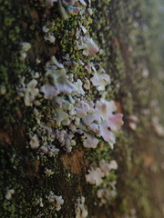 Austroparmelina labrosa