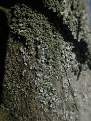 Austroparmelina labrosa