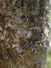 Austroparmelina labrosa