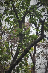 Santalum paniculatum